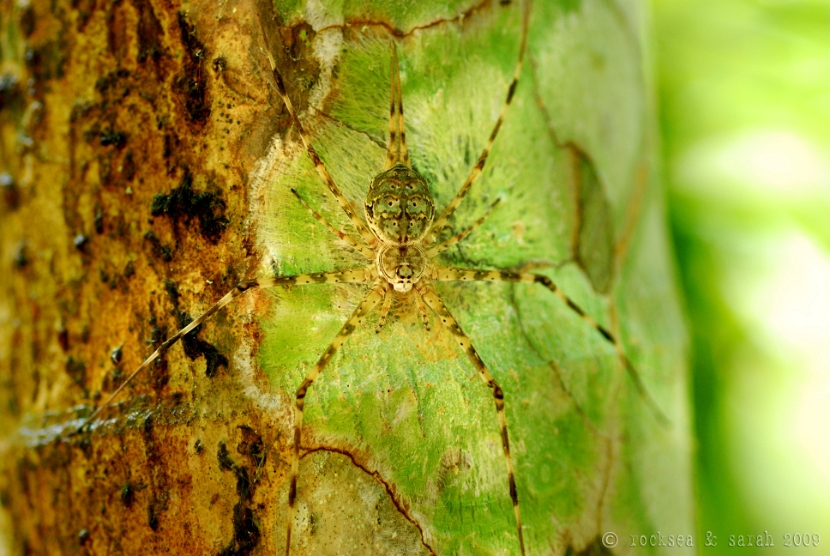 two tailed spider hersilia svignyi, kottayam kerala