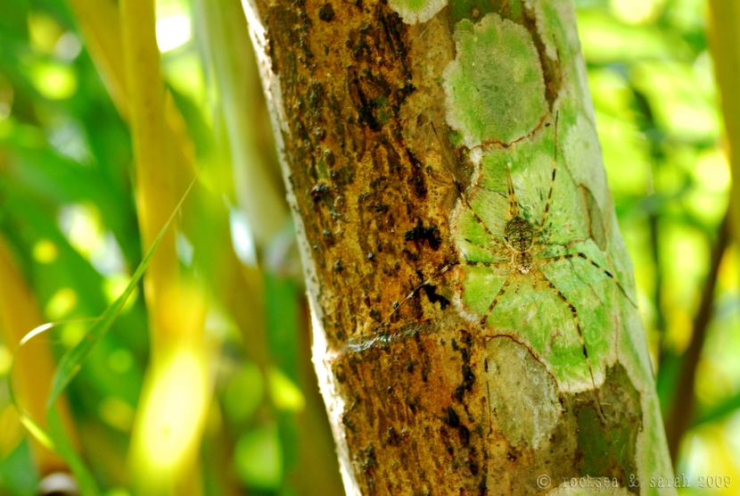 two tailed spider hersilia svignyi, kottayam kerala