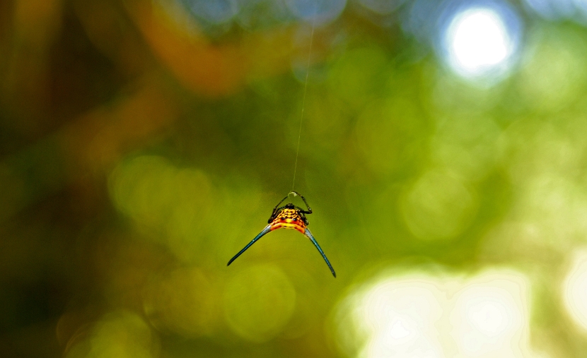 long_horned_spiny_gasteracantha_dalyi_spider_001