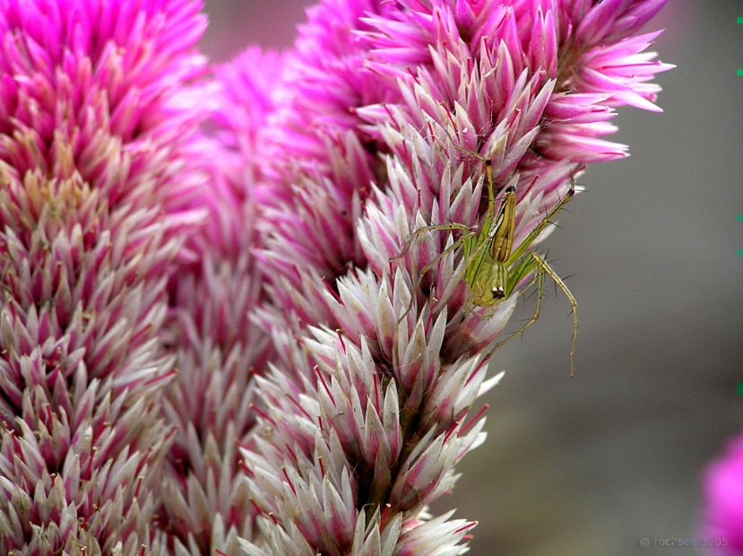 lynx spider, oxyopidae