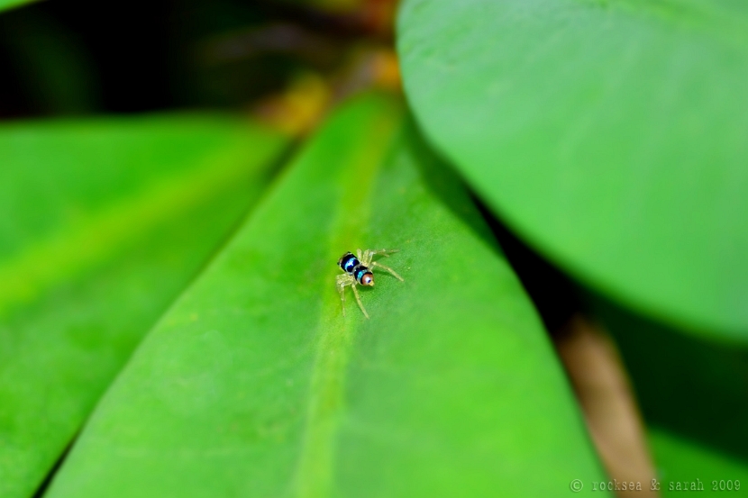 phintella vittata, a jumping spider