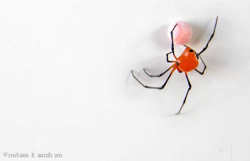 theridula angula spider