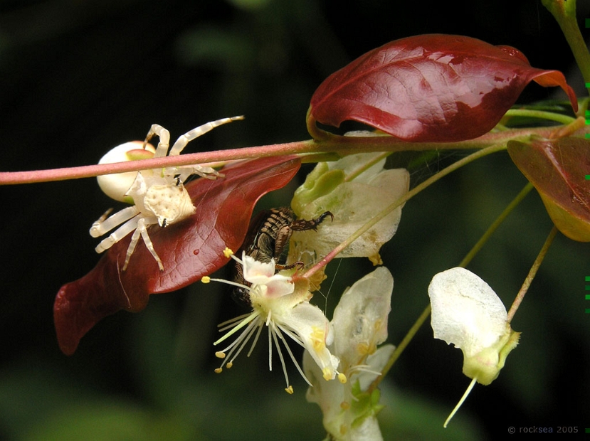 a crab spider, Thomisus sp., and a flower beetle 