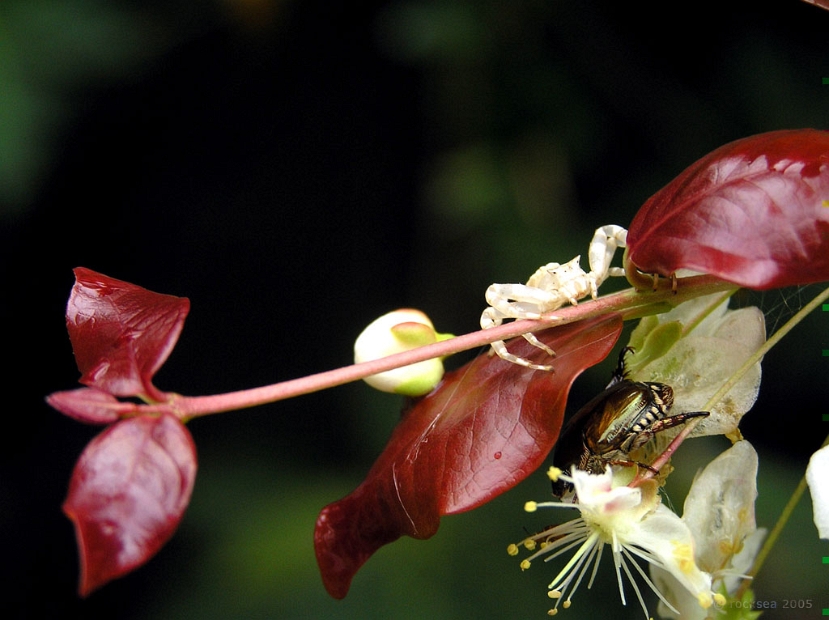 a crab spider, Thomisus sp., and a flower beetle 