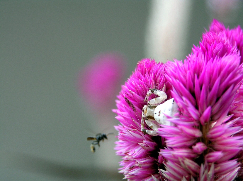 thomisus pugilis spider and a bee