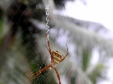 argiope_anasuja_002.jpg