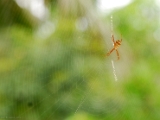 argiope_anasuja_004.jpg