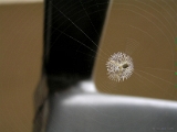 argiope_spider_onam_pookkalam_001.jpg