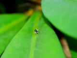 phintella_vittata_jumping_spider_001.jpg