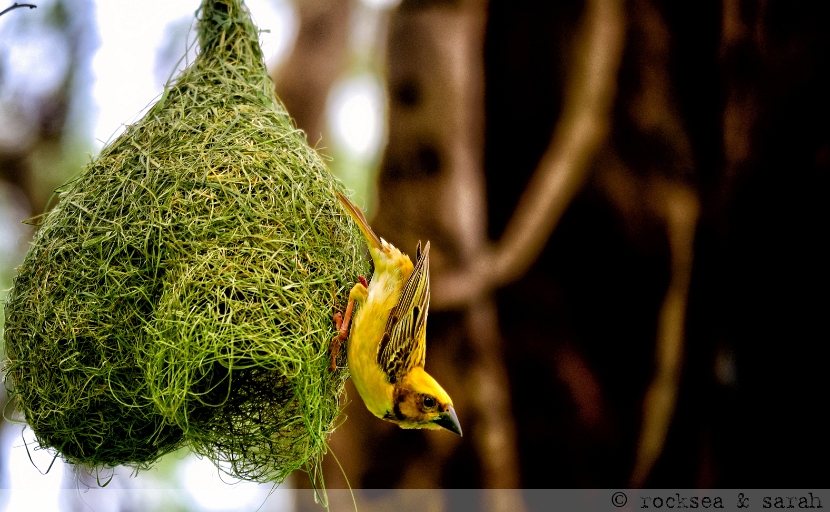 baya weaver nest building