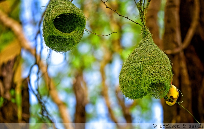 baya weaver nest building at Pune, Maharashtra