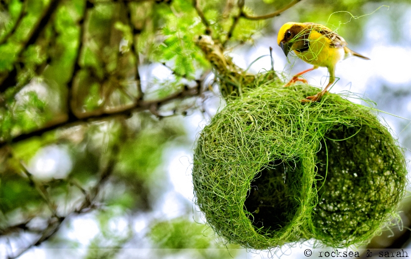 Baya Weavers nesting