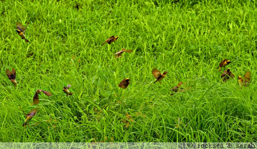 a group of baya weaver birds feeding on grass seeds