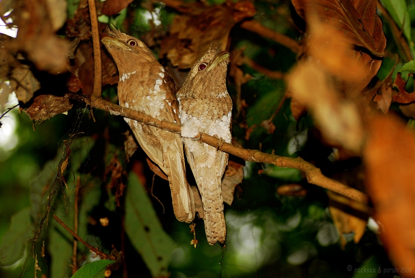 ceylon frogmouth pair