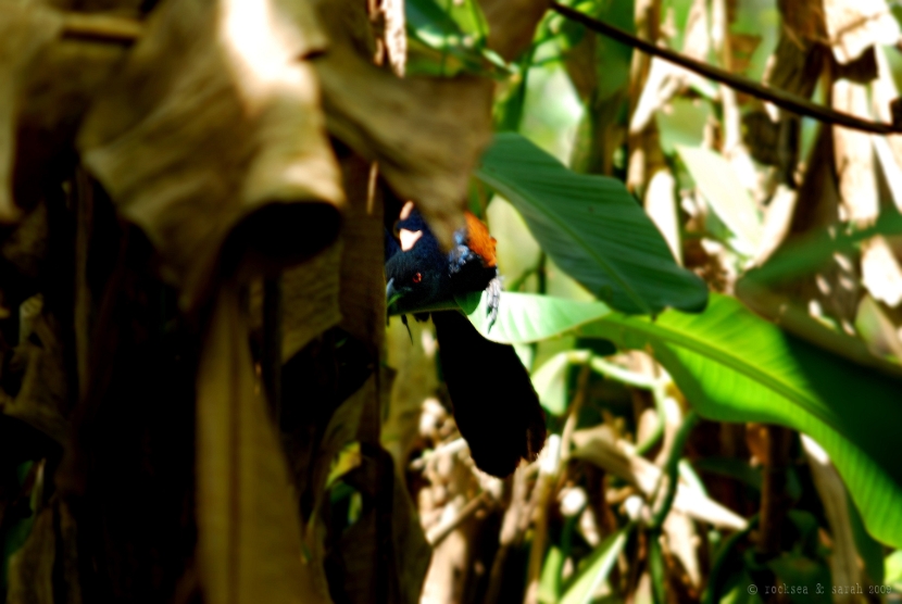 greater coucal, centropus sinensis