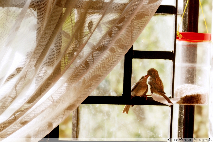 house sparrow, passer domesticus at bird feed