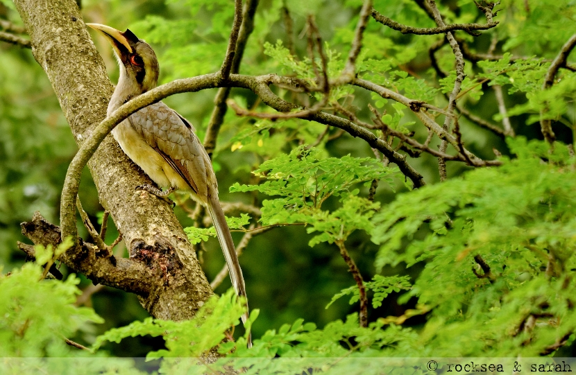 Indian Grey Hornbill, Ocyceros birostris at Pune, Maharashtra