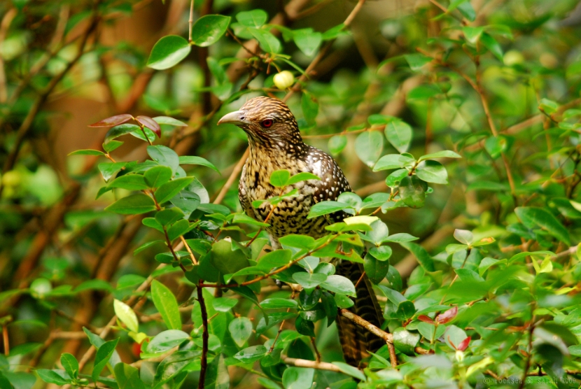 indian koel female