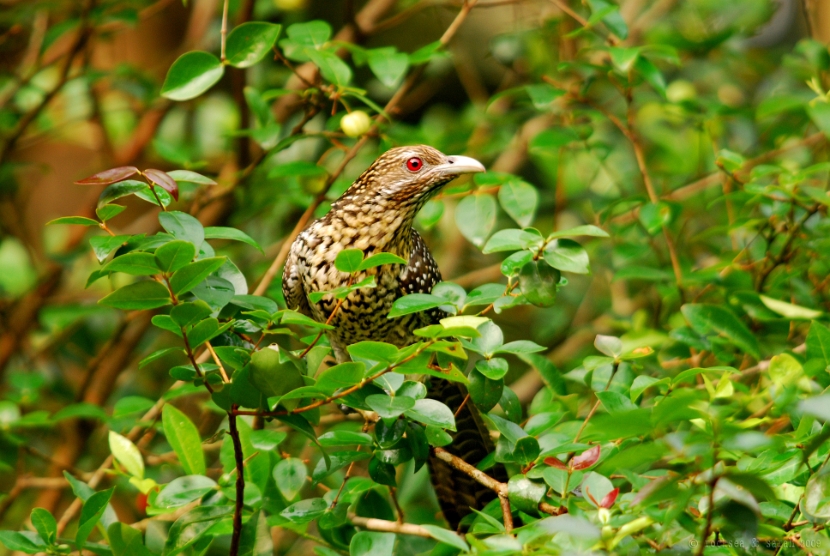 indian koel female on the cherry tree