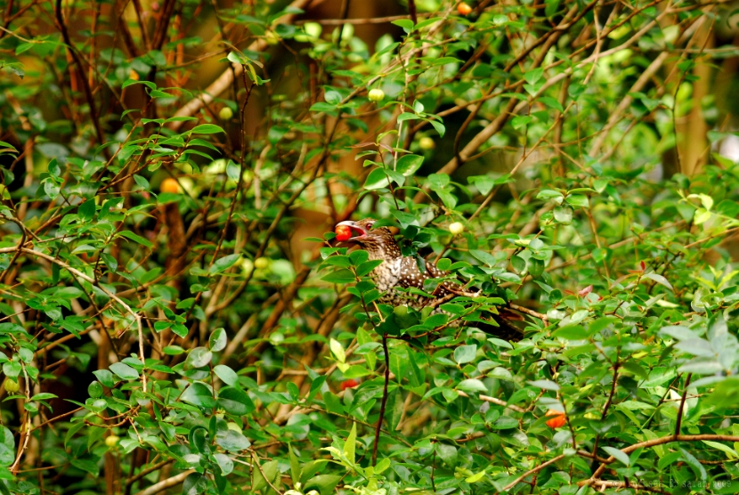 indian koel female on the cherry tree