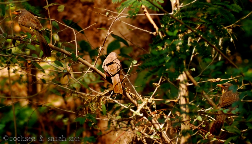 jungle babbler turdoides striatus somervillei at lonar, maharashtra