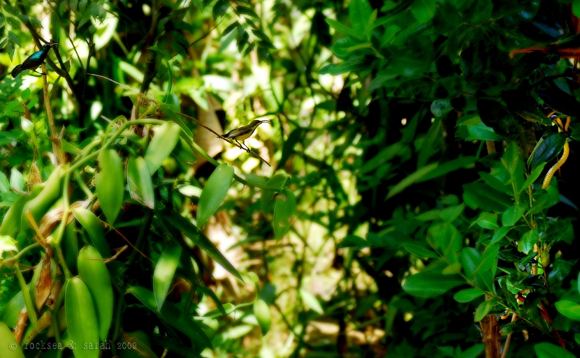 purple sunbirds and the snake