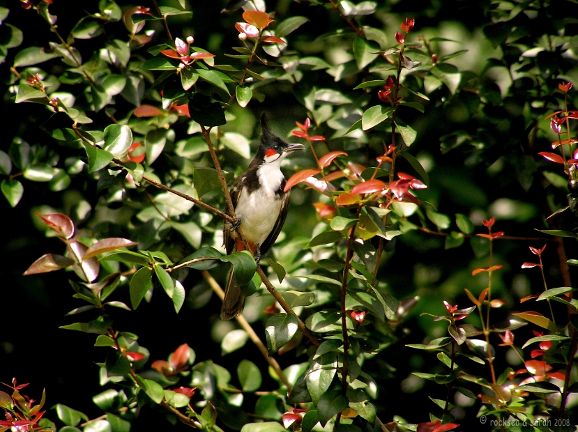 Red whiskered Bulbul