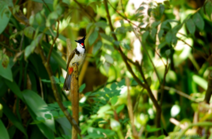 red whiskered bulbul, pycnonotus jocosus