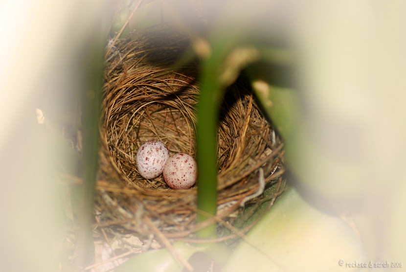 red whiskered bulbul eggs