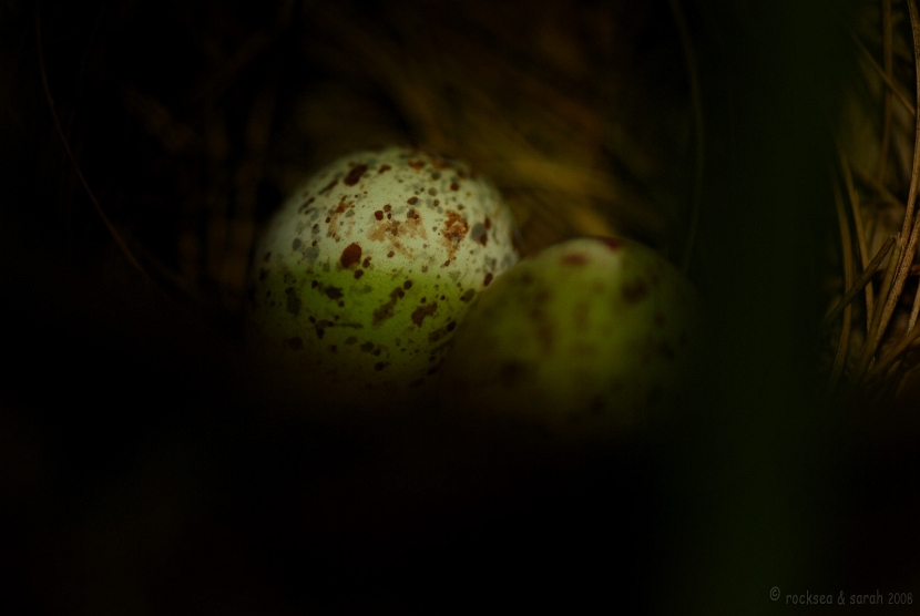Red whiskered bulbul eggs