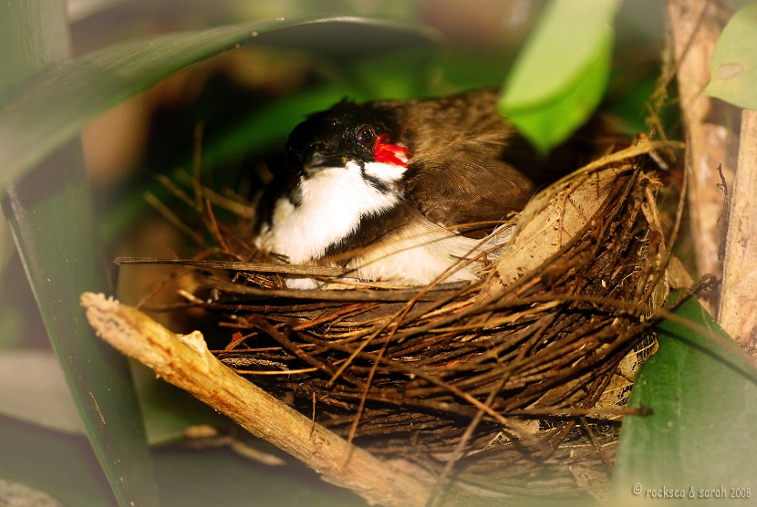 Red whiskered bulbul nesting
