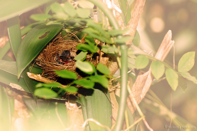 red whiskered bulbul nestling