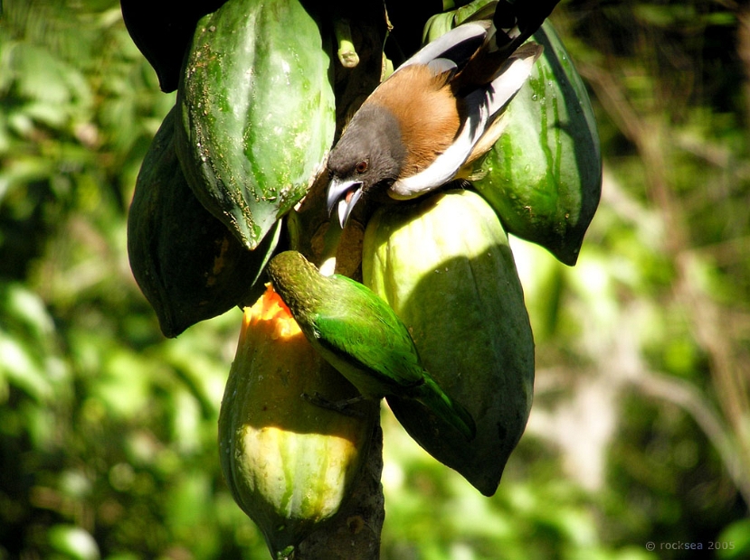 indian treepie and the small green barbet