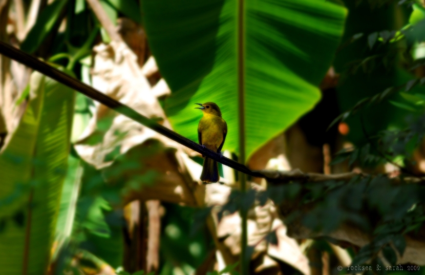 yellow browed bulbul, lole indica