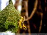 baya_weaver_001.jpg