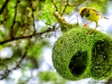 baya_weaver_004.jpg