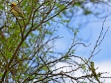 baya_weaver_garden_lizard_003.jpg