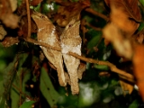 ceylon_frogmouth_thattekkad_001.jpg