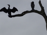 great_cormorant_thekkady_001.jpg