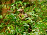 indian_koel_female_002.jpg