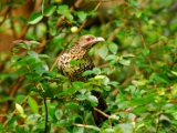 indian_koel_female_003.jpg