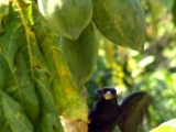 indian_koel_male_001.jpg