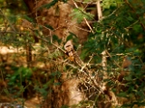 jungle_babbler_001.jpg