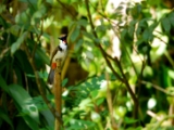 red_whiskered_bulbul_003.jpg