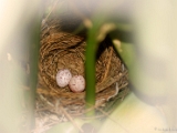 red_whiskered_bulbul_egg_002 * Nest of a Red whiskered Bulbul Pycnonotus jocosus. @ home, kerala. * 1600 x 1071 * (288KB)