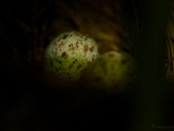 red_whiskered_bulbul_egg_003.jpg