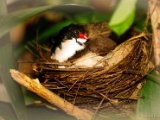 red_whiskered_bulbul_nesting_001.jpg