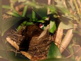 red_whiskered_bulbul_nesting_002 * Red whiskered Bulbul Pycnonotus jocosus nesting. @ home, kerala. * 1600 x 1071 * (400KB)