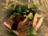 red_whiskered_bulbul_nesting_002.jpg