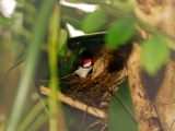 red_whiskered_bulbul_nesting_003.jpg